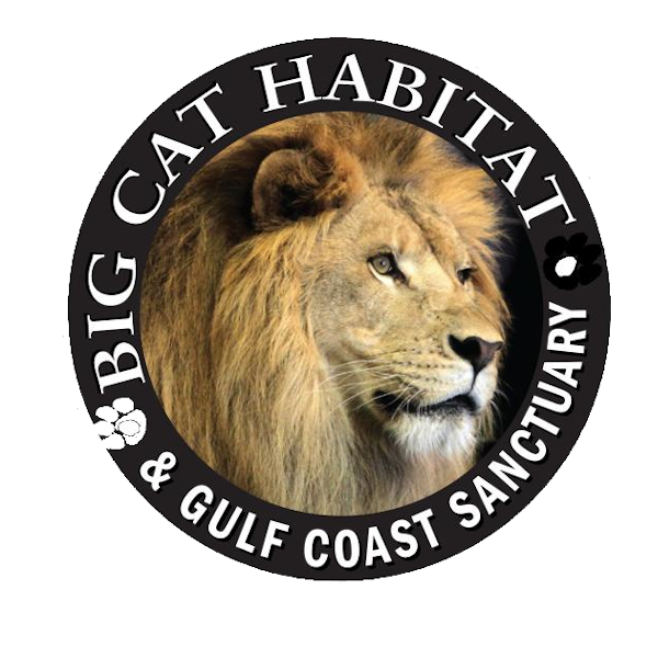 Big Cat Habitat